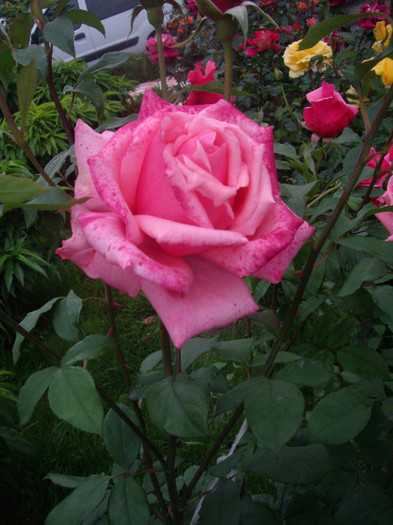 IMGP2775 - trandafiri