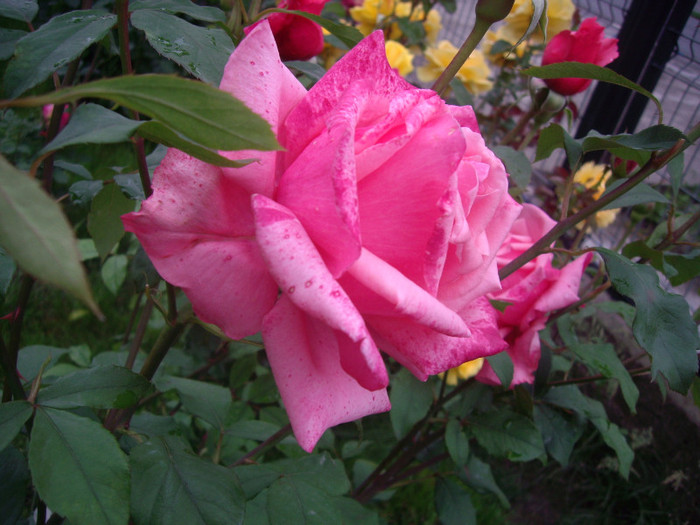 IMGP2776 - trandafiri