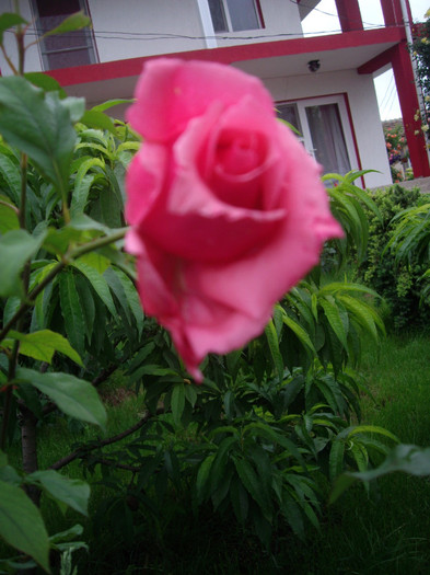 IMGP2777 - trandafiri