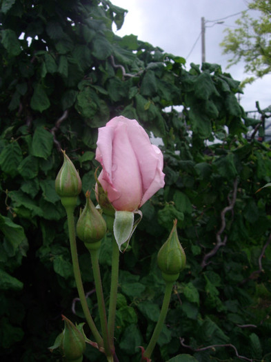 IMGP2781 - trandafiri