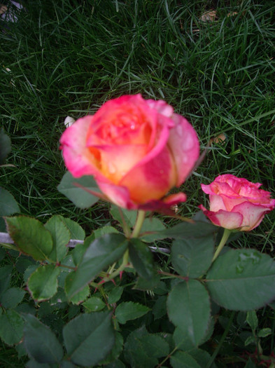 IMGP2785 - trandafiri