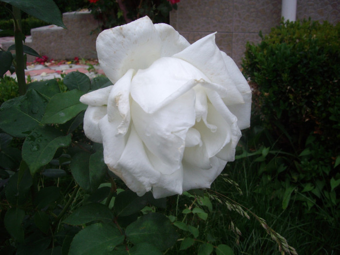 IMGP2788 - trandafiri