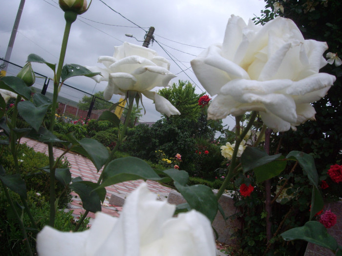 IMGP2789 - trandafiri