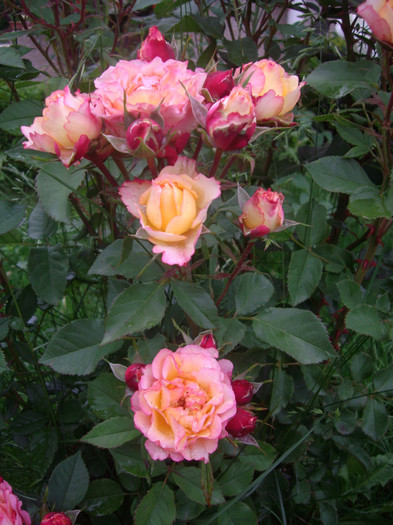 IMGP2791 - trandafiri