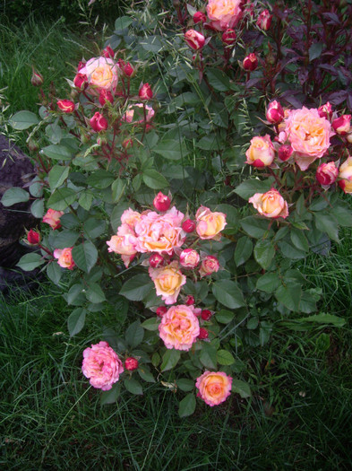 IMGP2793 - trandafiri