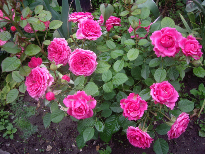 IMGP2798 - trandafiri