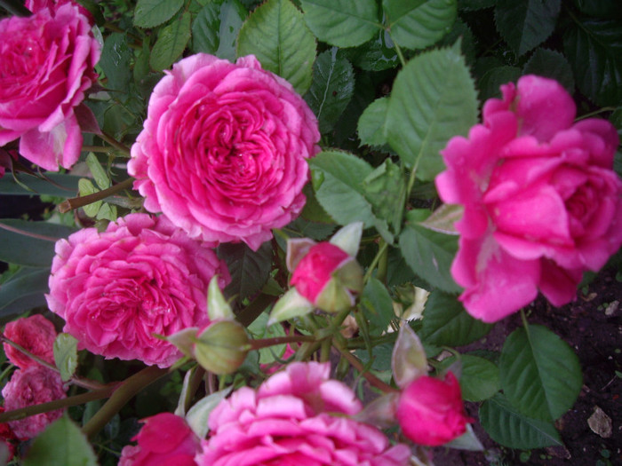 IMGP2799 - trandafiri