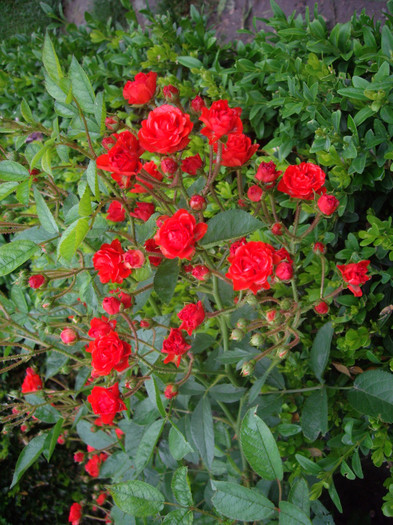 cri-cri - trandafiri