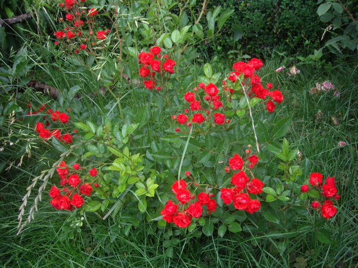 cri -cri - trandafiri