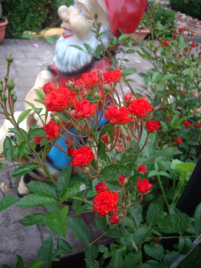 Cri-Cri - trandafiri