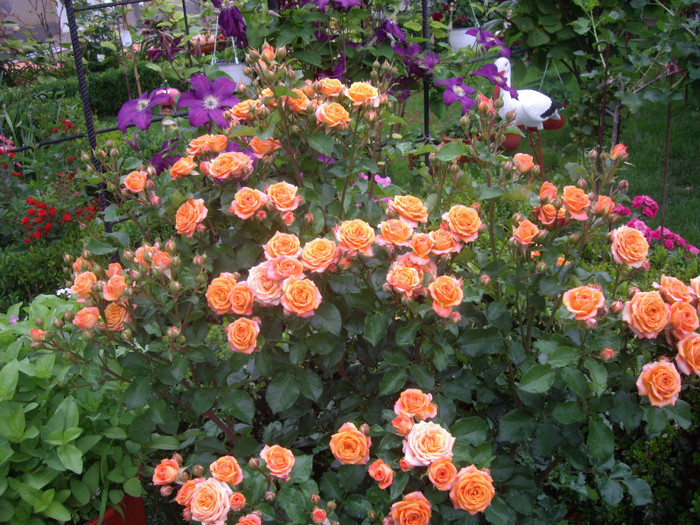 IMGP2806 - trandafiri