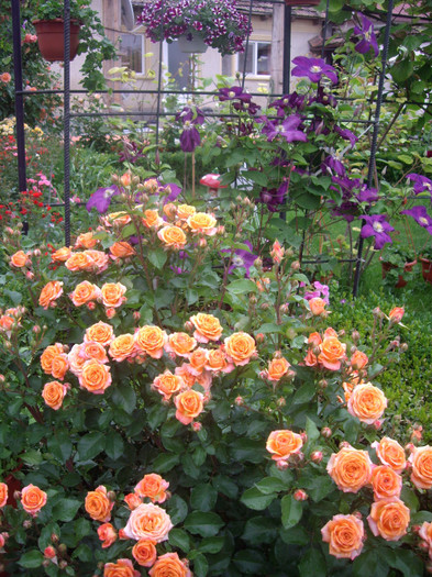 IMGP2807 - trandafiri