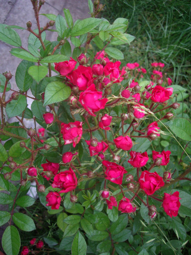 Cri-Cri-rosu - trandafiri