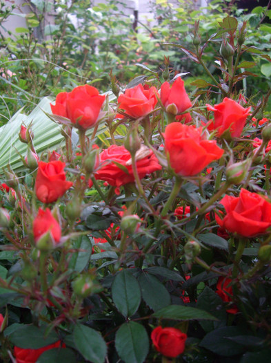 IMGP2819 - trandafiri