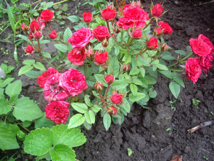 miniatura rosie - trandafiri