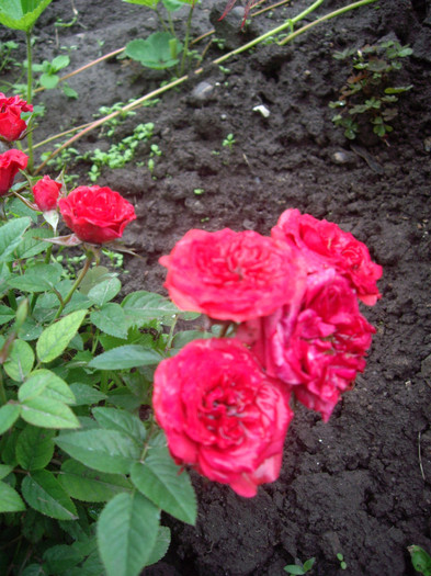 IMGP2827 - trandafiri