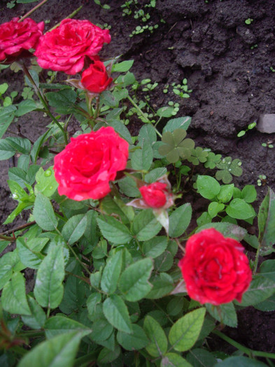 miniatura rosie - trandafiri