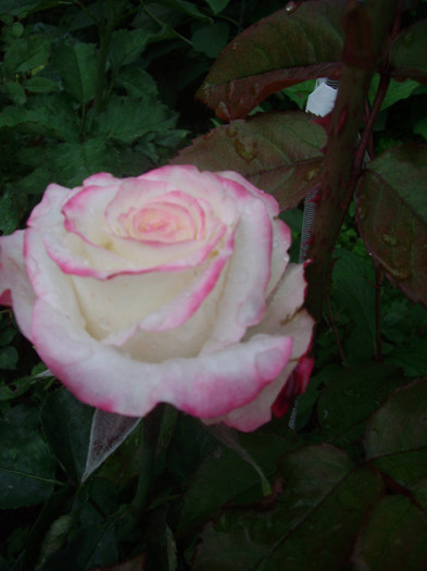 IMGP2830 - trandafiri