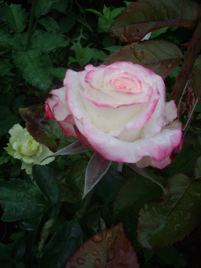 IMGP2831 - trandafiri