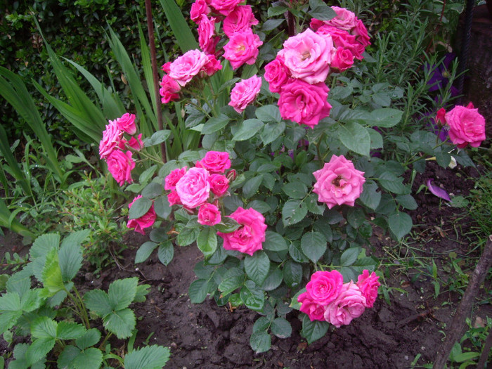 IMGP2833 - trandafiri