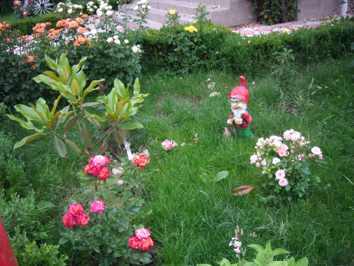 IMGP2840 - trandafiri