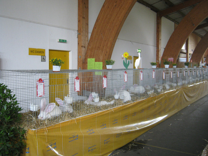 uriasi albi pui-3-4 -5 luni - Expo Branau mai 2012