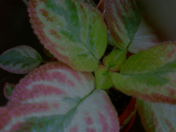 Unpredictable Valley - Episcia