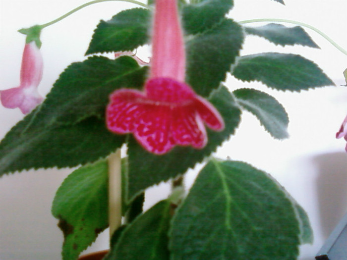 Texas Rimbow - Kohleria