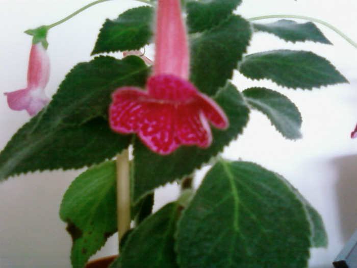 Texas Rimbow - Kohleria