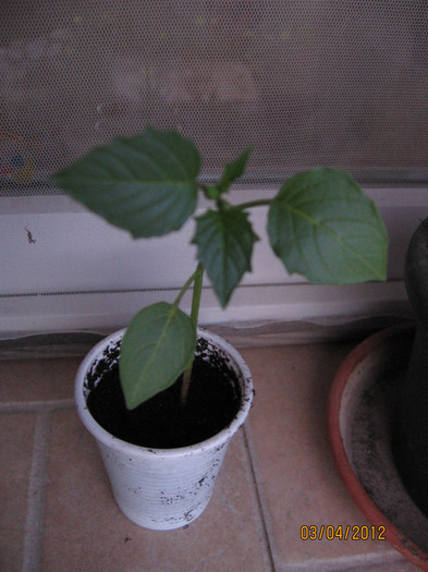 Picture 008; Tomatillo (Physalis philadelphica)
