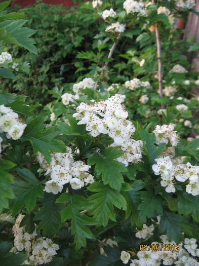 Picture 021; Shanzha (Crataegus pinnatifida)
