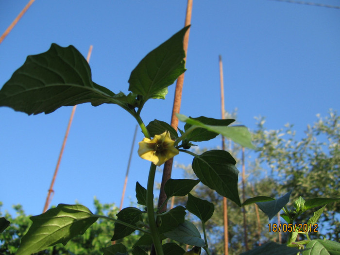 Picture 037; Tomatillo (Physalis philadelphica)
