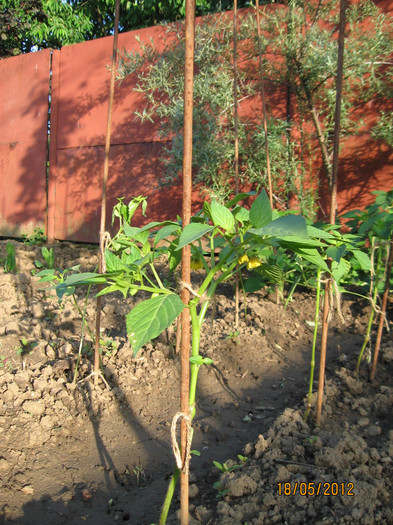 Picture 038; Tomatillo (Physalis philadelphica)
