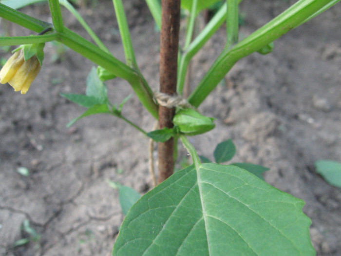 Picture 043; Tomatillo (Physalis philadelphica)
