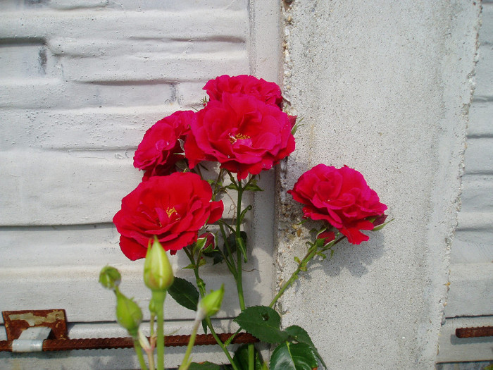 P1010447