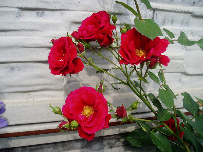 P1010449