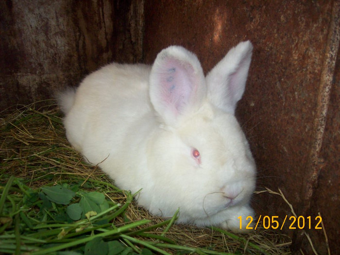 Picture 057 - DE VANZARE LUNA MAI 2012 SAU VANDUT