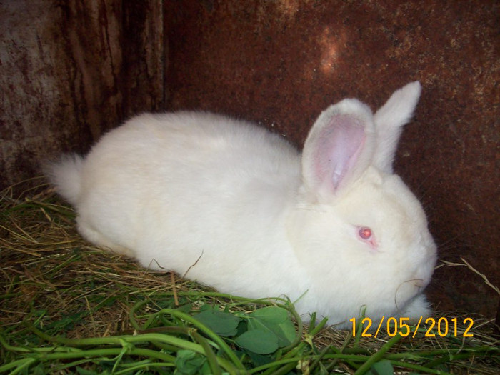 Picture 059 - DE VANZARE LUNA MAI 2012 SAU VANDUT