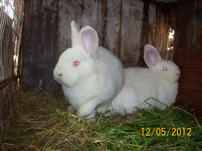 Picture 061 - DE VANZARE LUNA MAI 2012 SAU VANDUT