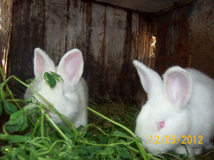 Picture 062 - DE VANZARE LUNA MAI 2012 SAU VANDUT