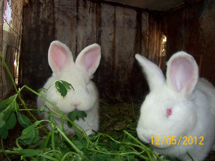 Picture 063 - DE VANZARE LUNA MAI 2012 SAU VANDUT