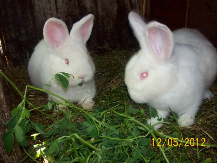 Picture 064 - DE VANZARE LUNA MAI 2012 SAU VANDUT