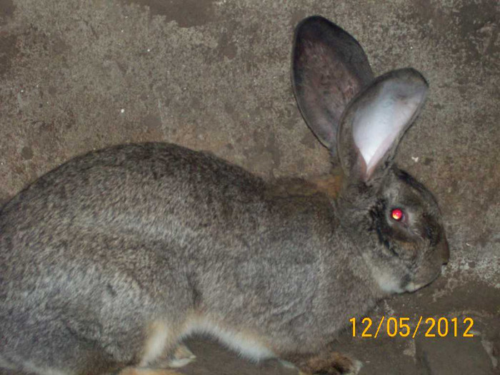 Picture 065 - DE VANZARE LUNA MAI 2012 SAU VANDUT