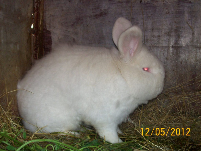 Picture 073 - DE VANZARE LUNA MAI 2012 SAU VANDUT