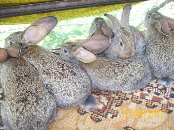 Picture 018 - DE VANZARE LUNA MAI 2012 SAU VANDUT