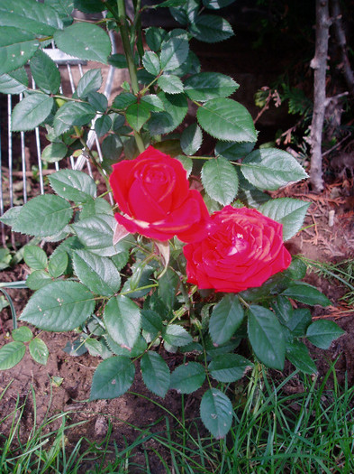 P1010475