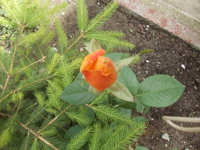 ppp 036