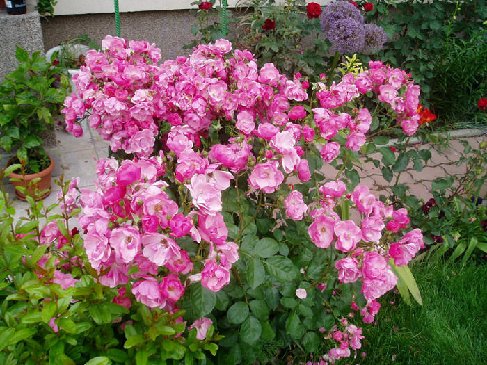 P1010463