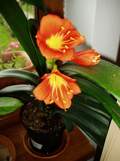 Clivia
