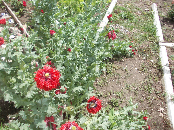 ppp 024 - 33-FLORI DE GRADINA 2012